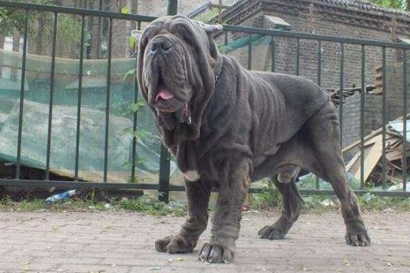 世界十大最危險(xiǎn)猛犬，世界猛犬有哪些？
